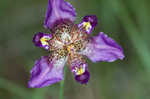 Propeller flower